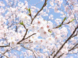 Shiroyama Park