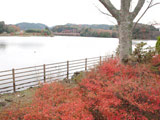 Koyo at Lake Kameyama