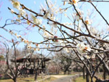 Plum Garden of Aoba no Mori Park