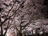 Yozakura at Kaiseizan Park