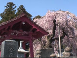 Otohimezakura