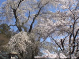 Genseizakura