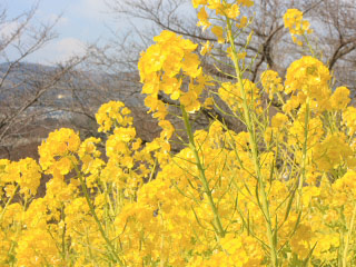 Field Mustard, Rape Blossom, Spots | MustLoveJapan Video Travel Guide