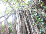 Shitogo Gajumaru Park