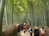 Bamboo Grove Walk