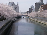Hanami at Fukagawa