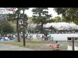 Hanami at Kiyosumi Park