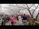 Hanami at Asukayama park