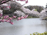 Hanami at Mitsuike Park