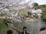 Hanami at Senzoku Pond Park