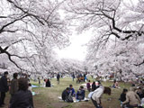 Koganei Park