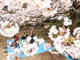 Hanami at Shiroyama Park