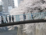 Hanami at Edogawa Park