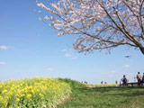 Sakura no Yama Park
