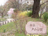Hanami at Toyama Park