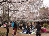 Hanami at Araiyakushi Park