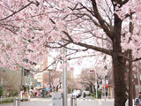 Hanami at Nakano Street