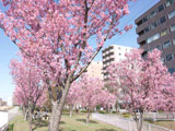 Shinyokohama Ekimae Park