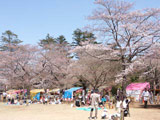 Hanami at Shimizu Park
