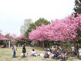 Honmoku Summit Park