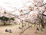 Hanami at Negishi Shinrin Park