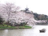 Hanami at Sankeien Garden