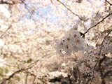 Arkhills Sakura Slope