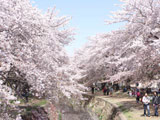 Yamato Thousand Sakura