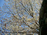 Hanami at Okayama Castle Ujo park