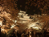 Night Hanami at Tsuruga Castle