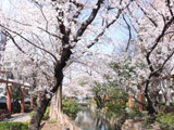 Hanami at Nishigawa Park
