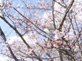 Hanami at Mino Park