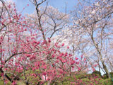 Hanami at Handayama park