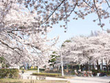 Hanami at Mizumoto Chuo Park