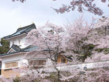 Hanami at Mino Ogura Park