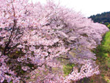 Hanami at North side of Mino Bridge