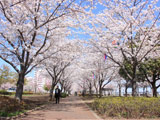 Komatsugawa 1000 Sakura