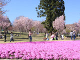 Akagi South Side 1000 Sakura