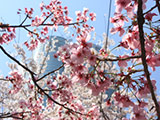 Sakura at Mori Garden