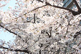 Sakura in Yaesu Street
