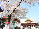Sakura at Kanda Myojin Shrine