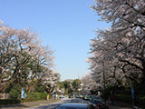 Sakura of Jingugaien