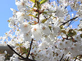 Hanami at Gumyouji Park