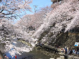 Ohoka River Promenade