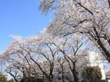 Hanami at Nogeyama Park