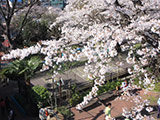 Sakura at Nogeyama Zoo