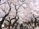 Sakura of Yanaka Cemetery