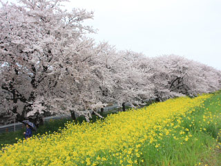 Field Mustard, Rape Blossom, Spots | MustLoveJapan Video Travel Guide