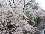 Takasaki Castle Sakura