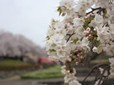 Hanami at Maebashi Park